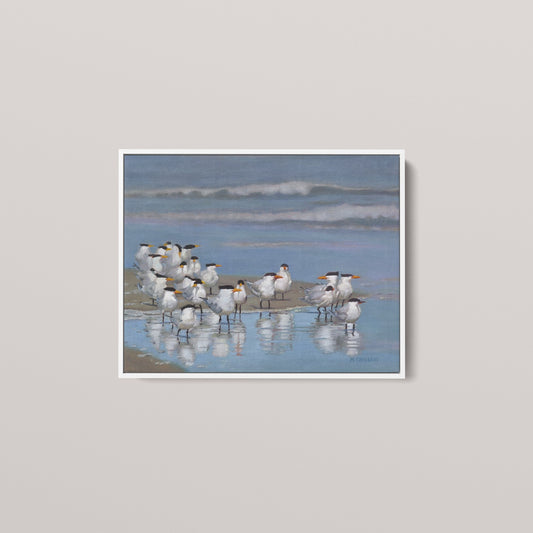 Royal Terns (1 of 50 Limited edition)