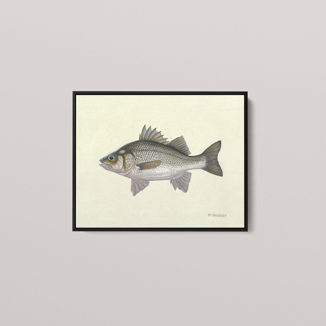 White Perch (1 of 100 Limited Edition)