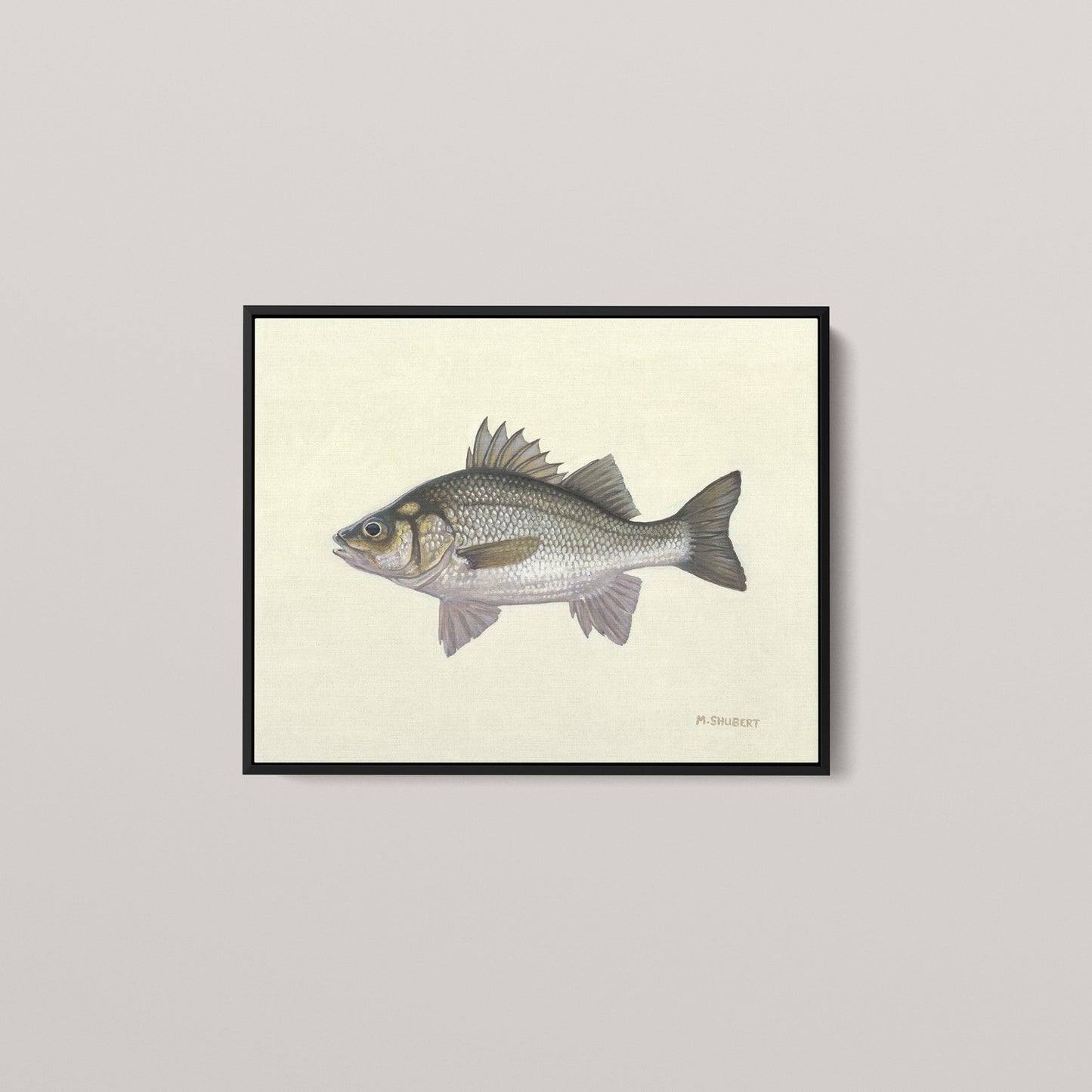 White Perch (1 of 100 Limited Edition)