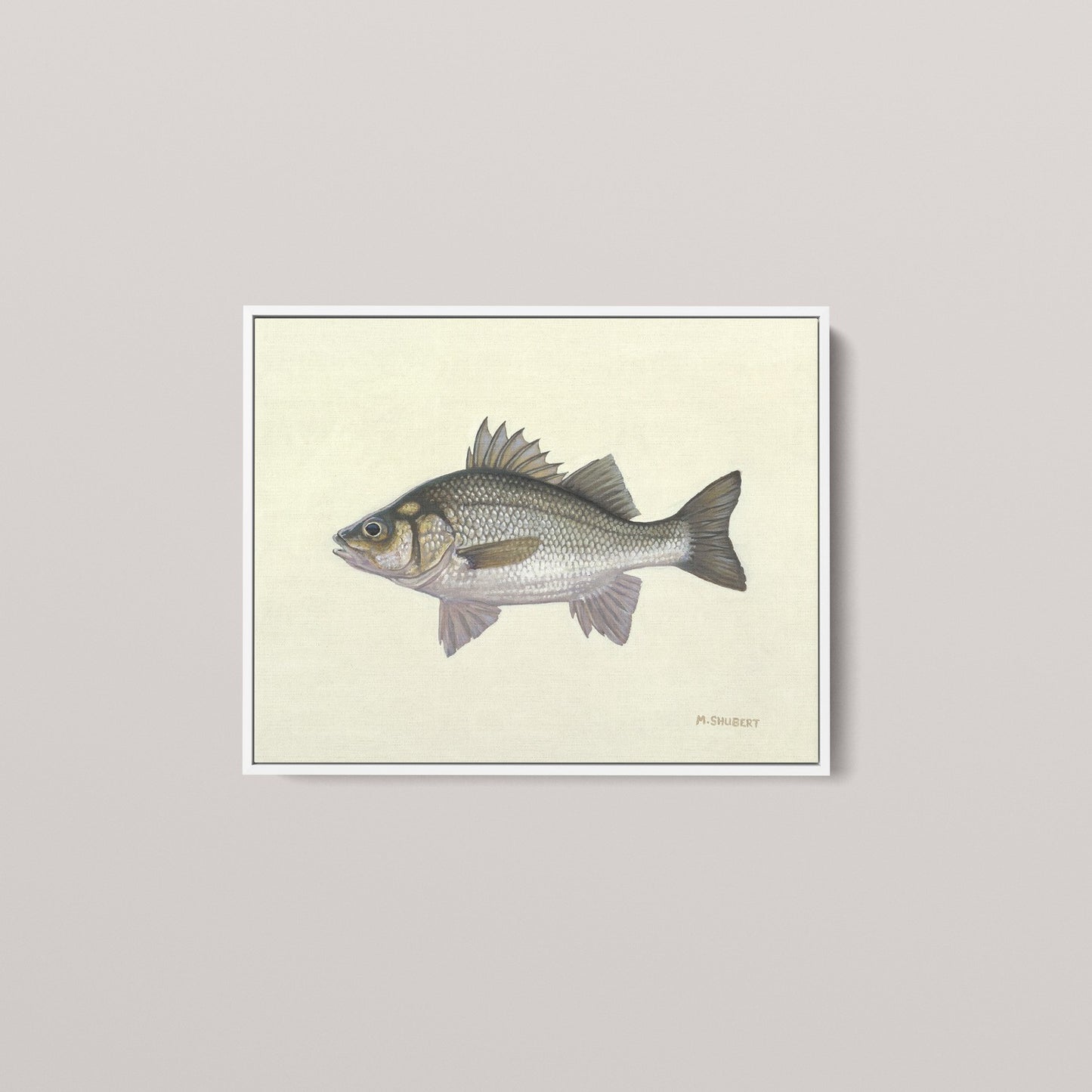 White Perch (1 of 100 Limited Edition)