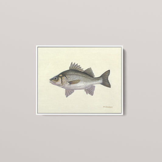 White Perch (1 of 100 Limited Edition)